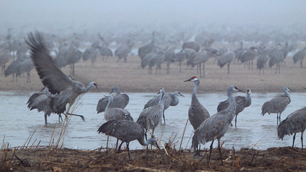 Cranes In Motion